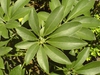 Heptapleurum arboricola