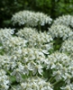 Close up of flower