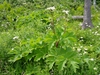 Form in native habitat