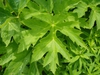 Leaves