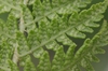 Abaxial side of frond showing c-shaped sori