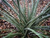 Close-up of a rosette of stiff leaves with marginal fibers.