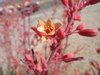 Close-up on red flowers (with yellow interiors). Stalks red.
