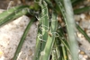 Close-up of leaves with marginal fibers.