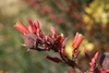 Close-up on red flowers (with yellow interiors) & a capsule.