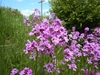Clusters of pink, 4-petaled flowers.