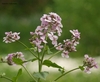 Clusters of pink, 4-petaled flowers.