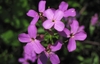 Clusters of pink, 4-petaled flowers.