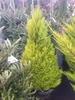 Conical conifer with chartreuse foliage.
