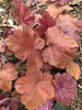 Rosette of pinkish-bronze-gold lobed and serrate leaves.