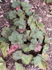Rosettes of bronzy green leaves and old flower stalks.