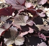 Dark, scalloped leaves.