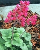 green rosette plant with clusters of small dark pink flowers.