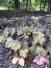 Rosette of bronze-green leaves and old flower stalks.