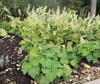 Rosettes of green leaves, with overtopping inflorescences