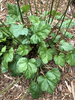 Green foliage in a rosette. Leaves roundish but lobed.