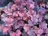 Heuchera 'Berry Smoothie' leaves