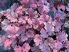 Pink-purple foliage and scalloped leaves.