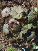 Reddish purple, lobed leaves in a mound.