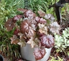 Reddish purple, lobed foliage in a container.