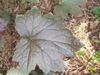Reddish purple, lobed leaf