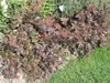Reddish purple, lobed foliage forming a border around a lawn.