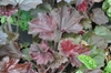 Reddish purple, lobed leaves in a mound.