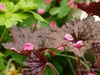 Heuchera 'Palace Purple' leaf