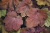Close-up on orange to bronze foliage.