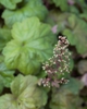 Heuchera 'Southern Comfort'