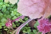 Young inflorescence with white buds & pink, hairy leaves.