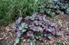 Heuchera 'Northern Exposure Silver'