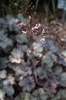 Airy inflorescence with tiny pink flowers. Foliage in background