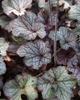 Silvery leaves with dark purple veins.