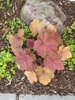 Rosette of pinkish-bronze-gold lobed and serrate leaves.
