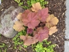 Heuchera 'Southern Comfort'