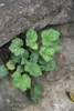 Tuft of scalloped, variegated leaves emerging between rocks.