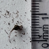 Seed pod & fine seeds. Millimeter scale shows seed < 0.25 mm