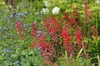 A bed of red coralbells, blue forget-me-nots & white tulips.