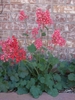green rosette plants with tall clusters of small dark pink flos.