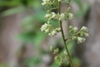 Fuzzy inflorescence and tiny white flowers.