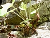 Plant in profile highlighting the long hairs on the petioles.