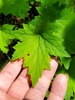 Leaf in April - Maple Leaf Shape