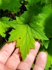 Hand cradling a leaf that is lobed like a maple leaf.
