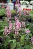 Mass planting with erect racemes of pink flowers.
