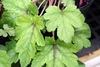 Lime green leaves with reddish central blotch along veins.