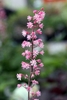 Erect raceme of small pink flowers on a red stalk