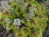Chartreuse foliage & red blotch over main veins. White flowers.