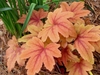 Coppery, butterscotch foliage.