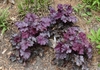 Mounds of purple foliage.